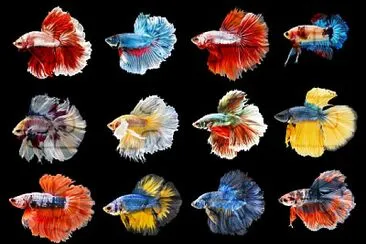 colorful betta fish