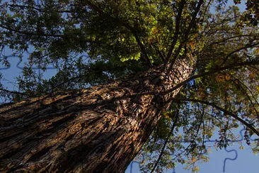 árbol