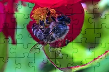 OK jigsaw puzzle