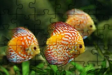 Foto jigsaw puzzle