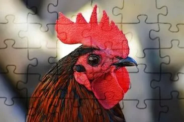 Toy jigsaw puzzle