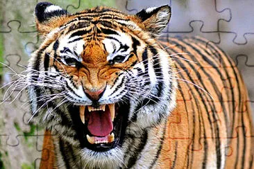 harimau