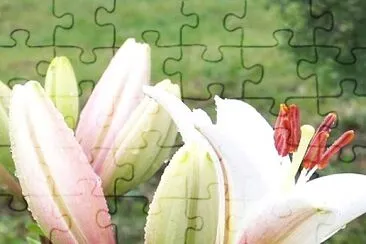 Flower jigsaw puzzle