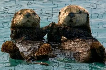 Otters holding hands