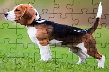 mamiferos jigsaw puzzle