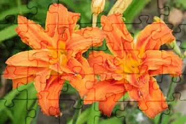 Foto jigsaw puzzle