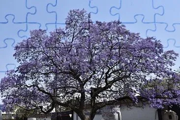 Jacaranda en Chapultepec jigsaw puzzle