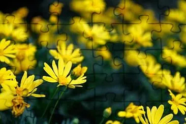 Foto jigsaw puzzle