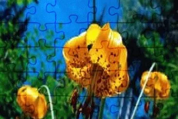 Foto jigsaw puzzle