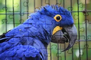 Foto jigsaw puzzle