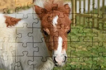 Foto jigsaw puzzle