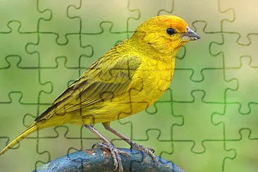 Foto jigsaw puzzle