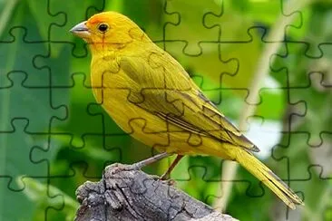 Foto jigsaw puzzle