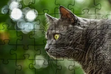 Foto jigsaw puzzle