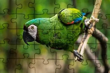 Foto jigsaw puzzle