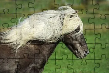 Foto jigsaw puzzle