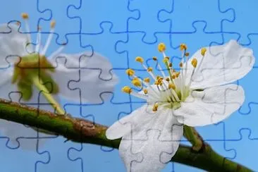 Foto jigsaw puzzle