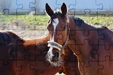 Foto jigsaw puzzle