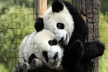 panda jigsaw puzzle