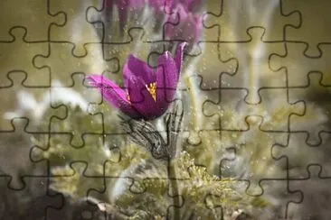 Foto jigsaw puzzle