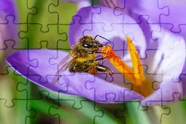 Foto jigsaw puzzle