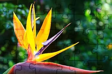 Foto jigsaw puzzle