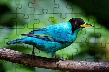 Foto jigsaw puzzle