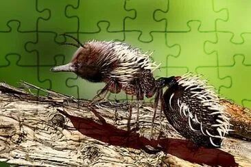 Foto jigsaw puzzle