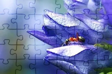 Foto jigsaw puzzle