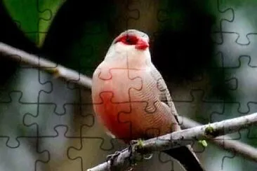 Foto jigsaw puzzle