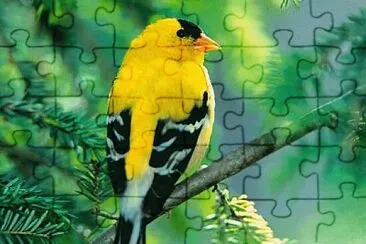 Foto jigsaw puzzle