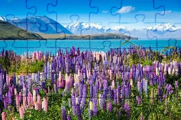 Lupine in New Zealand