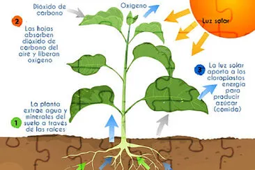 fotosíntesis jigsaw puzzle