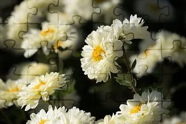 Foto jigsaw puzzle