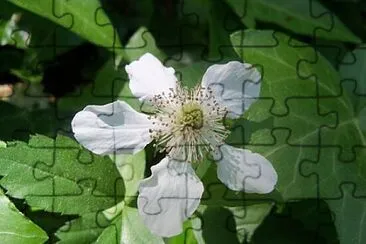 Foto jigsaw puzzle