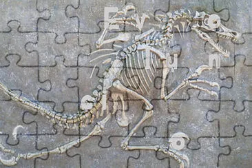 Fosil jigsaw puzzle