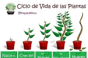 ciclo de vida plantas