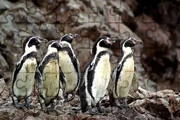 Pinguinos de Humboldt