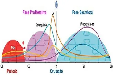 Fases do Ciclo Menstrual jigsaw puzzle