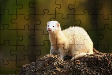 animal pretty jigsaw puzzle