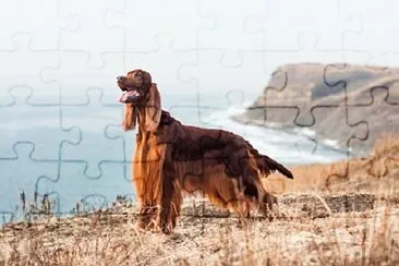 Afghan Hound jigsaw puzzle