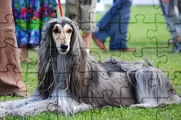 Afghan Hound jigsaw puzzle