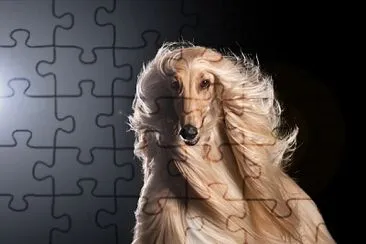 Afghan Hound jigsaw puzzle