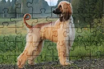 Afghan Hound jigsaw puzzle