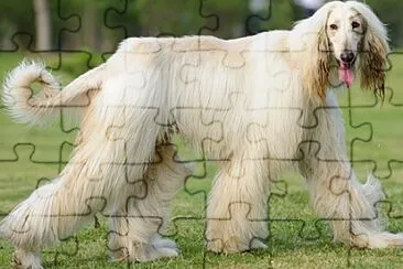 Afghan Hound jigsaw puzzle