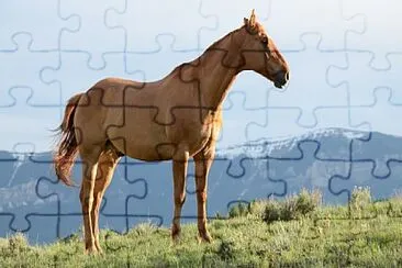 Foto jigsaw puzzle