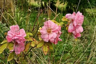 Pink roses jigsaw puzzle