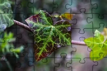 Foto jigsaw puzzle