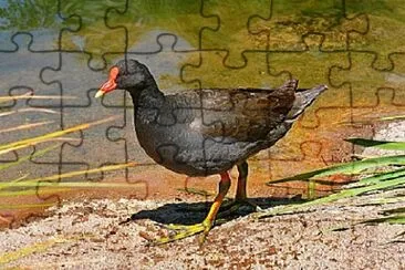 Toy jigsaw puzzle