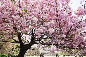 Sakura jigsaw puzzle